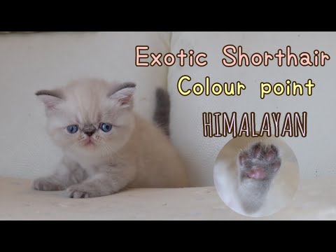 ขุมทรัพย์ : Exotic shorthair colour point Himalayan lynx point
