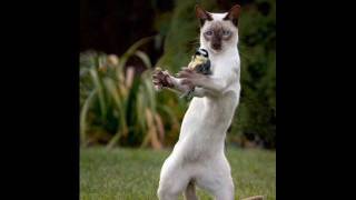 KatShortz 29 - Girl Don't Tell Me - The Beach Boy Cats