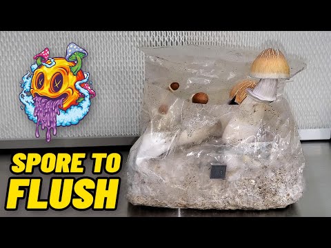 Spore To Flush - ShroomTek All In One Mushroom Bag | Beginner's Guide To Growing Mushrooms