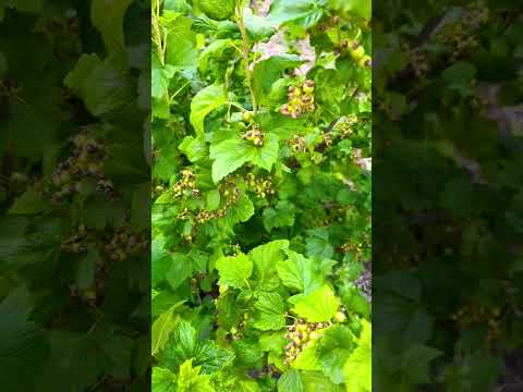 メキシコオレンジの木をどこに置く？それが十分に繁栄するのに最適な場所はどこですか？  庭園