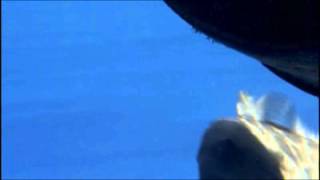 Ween - The Golden Eel, Ocean