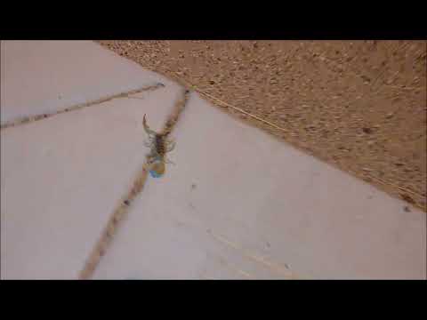 Alien encounter on 06-OCT-2022 at 04:15 A.M. MST