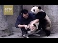 Cute Alert - Clingy pandas don’t want to take their medicine