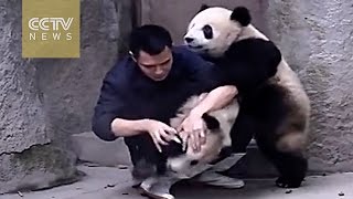 Cute Alert！Clingy pandas don’t want to take their medicine