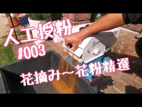 , title : '♯003 授粉用花粉の作り方【桃】くらねら果樹園'