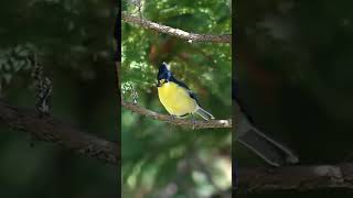 Download lagu Kicauan burung gelatik jambul . . . mp3