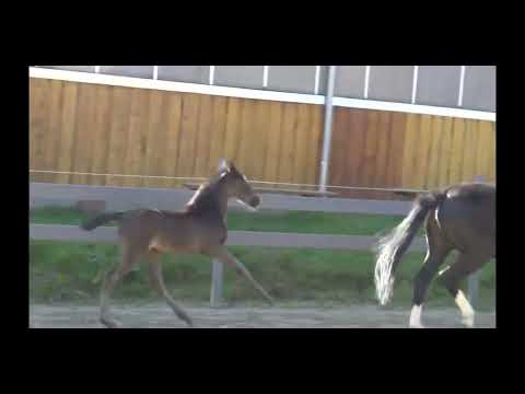 Hengstfohlen Donovan von Dynamic Dream