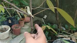 Download lagu Pilih pokok penanti untuk sambung ranting mp3