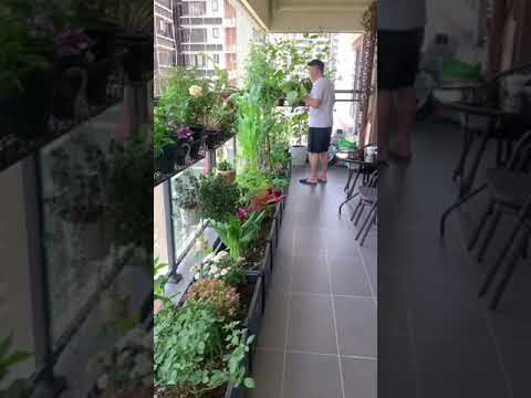 Growing vegetables with flowers on the balcony is both beautiful and easy