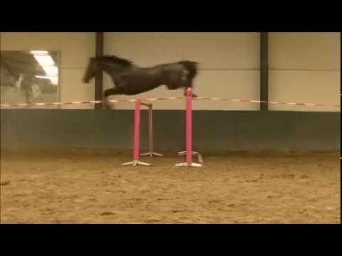 **SOLD TO SCOTLAND** Lexicon x Taloubet Z ~ Loose-jumping