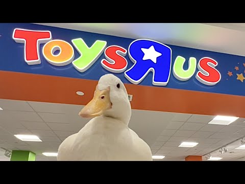 , title : 'I took my duck to Toys R Us'