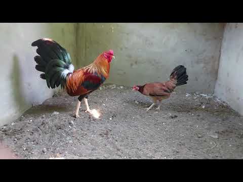 Claret best cutting gamefowl - Pure Boston RH Broodcock Backyard Breeding
