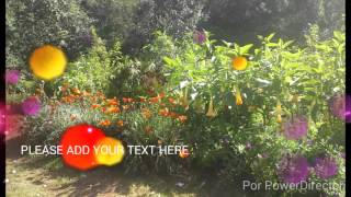 TIERRA  CALI  SI SUPIERA   COMO  ME DUELE