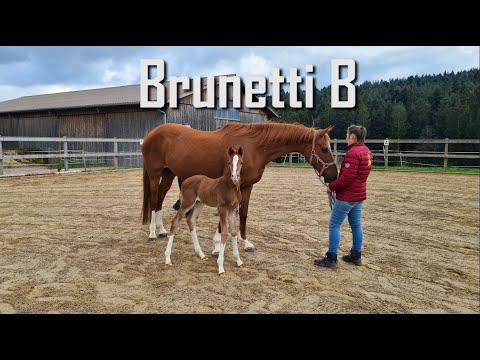 Brunetti B | Hengstfohlen | Bonds x Don Schufro x San Remo 2023