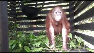 Bumi the Orangutan Shows Off His Nest-Making Skills