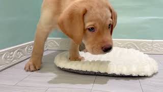 ラブラドールレトリーバーの動画01