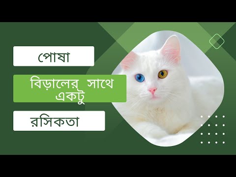 পোষা  বিড়ালের  সাথে একটু  রসিকতা  I A little joke with a pet cat I