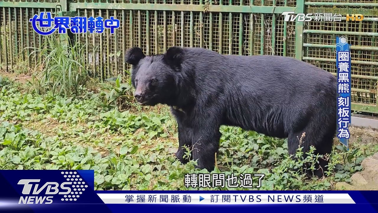 台灣黑熊剩不到600隻 國寶陷絕種危機!