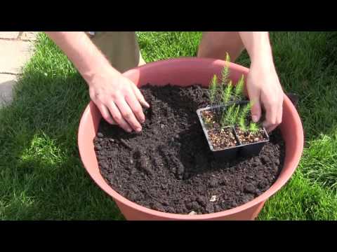 download lagu mp3 mp4 Baby Asparagus Plant, download lagu Baby Asparagus Plant gratis, unduh video klip Baby Asparagus Plant