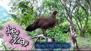 Download lagu Pojj qaib seev zoo dib tuaj ✅ || Tiếng Gà Mái Rừng Kêu Mồi Chuẩn Nhất 2026 mp3