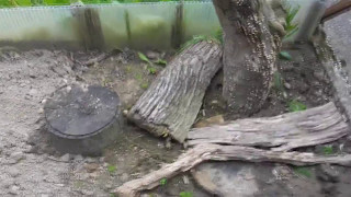 Info + Dorcus parallelipipedus - !The first of 2017 / Die ersten für 2017!