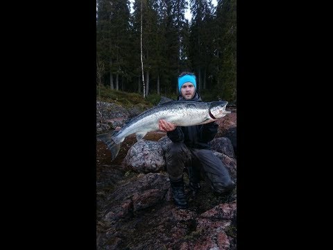 Flugfiske i Jockfall - Del 1