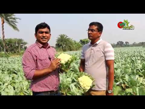 আগাম ফুলকপি(Cauliflower):৮৫ দিনে ৩৩ শতকে আয় ৬০-৭০ হাজার টাকা (Trichoderma ব্যবহার)