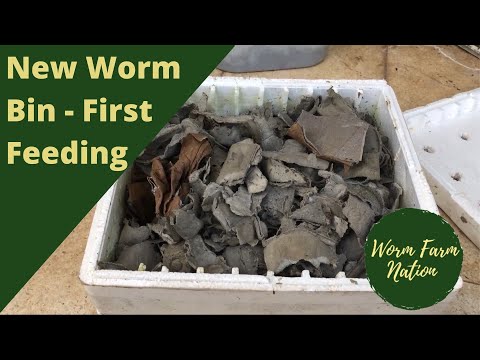 First Feeding for New Worm Bin - Check in #3