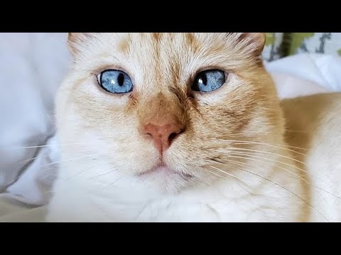 Flame Point Siamese Cat Billy Wants Attention
