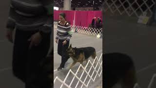 Video preview image #2 German Shepherd Dog Puppy For Sale in OCALA, FL, USA