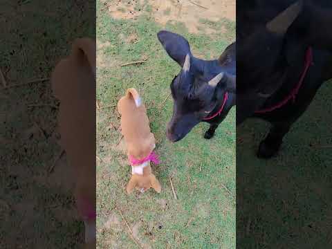 #sayana #funny #talkingtom #cat #cartoon #cute