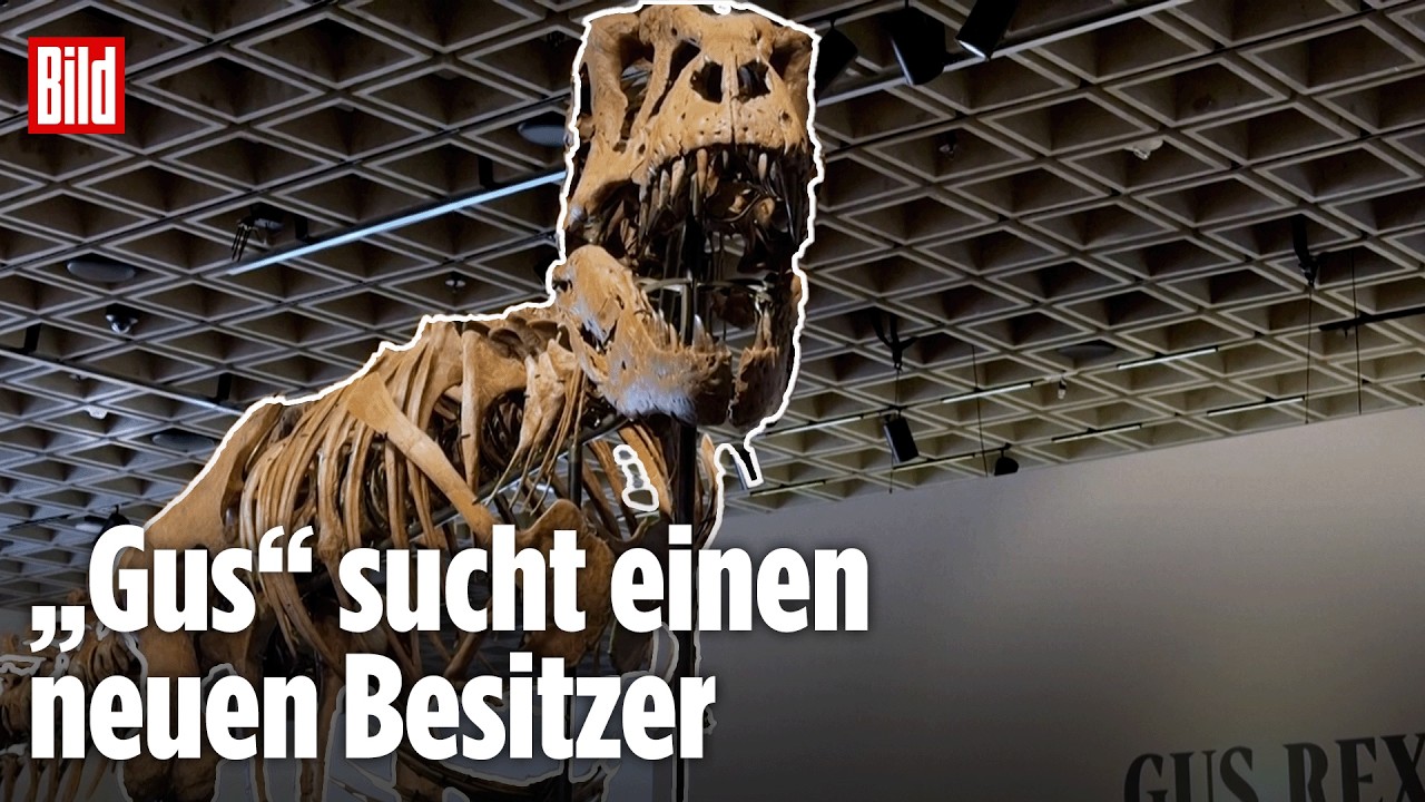 NEW YORK: T. Rex wird versteigert! Bis zu 30 Mio. Dollar soll er einbringen