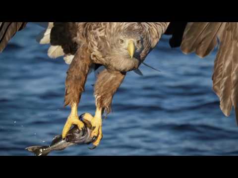 W służbie natury - Bielik (sezon 2015)