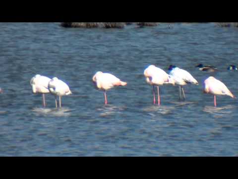 Reserva Natural Complejo Lagunar de Pedro Muñoz