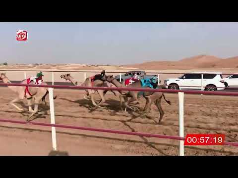  ش 16 (ممدوحه) لـ حمد سالم بن ثعلوب الدرعي 3:09:90 ، شارة الصندوق 2026/08/14 فطامين الرقيعات