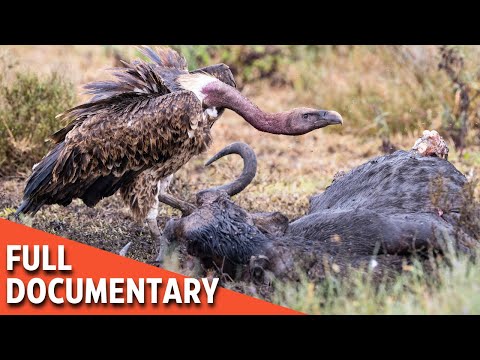 BIRD OF DEATH | Vulture’s Dark Legacy | Predator Planet