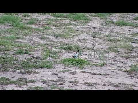 Djuma: Blacksmith Lapwing sitting on nest - 15:48 - 11/20/2022