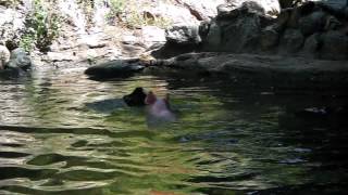 Pig rescues baby goat