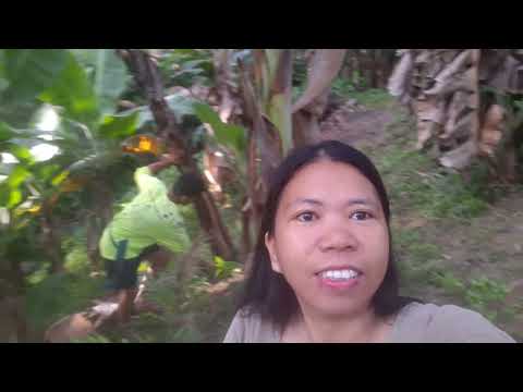 Pag May Itinanim May Aanihin