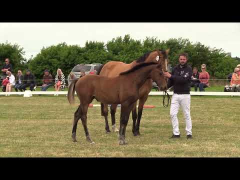 Holsteiner Fohlenschau Föhr 2022 | SF | Diarado x Livello x Cassini I | St. 3200 | O. Riewerts