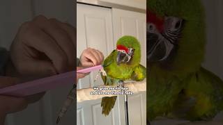 Trimming Cucumber's Nails - Great Green Macaw Give Me His Foot Himself!