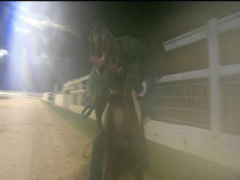 2017 ECC TIMBER STANDARD DIV 1 - T3 BOCKOS ALFIE