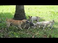Dog Entered Other Alpha Territory