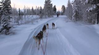 preview picture of video 'Dogsledding in Lapland'