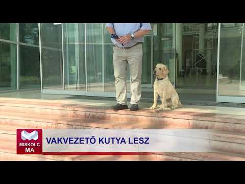 Videó előnézet