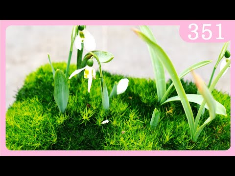 スノードロップの木 植物