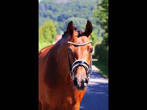 *2020 Hannoveraner Stute (Bon Vivaldi x Fürstenball)
