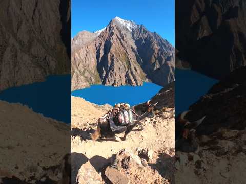 Yak carrying a load in Dolpa at Phoksundo lake in Nepal #himalayatrekking #travel