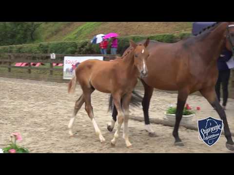 'FURST LUIS' 2018 Colt by Furst wilhelm x BH Touch Me x Feiner Stern