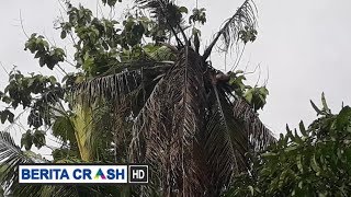Download lagu Pohon Kelapa Yang Tersambar Petir Kemarin mp3